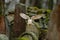 Barn owl with nice wings landing on headstone. Owl in the habitat. Action wildlife scene from Europe. Flying bird in the forest.