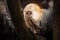 barn owl night pictures