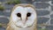 The barn owl: nocturnal animal