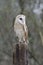 Barn owl, nocturnal bird of prey