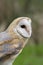 Barn owl, nocturnal bird of prey