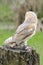 Barn owl, nocturnal bird of prey