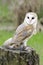 Barn owl, nocturnal bird of prey