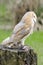 Barn owl, nocturnal bird of prey