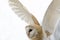 Barn owl, nocturnal bird of prey