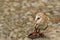Barn Owl - Parque de Condor