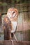 Barn owl perched in a cage at the zoo