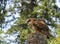 Barn owl perched and crouched on a tree stump with meat in its beak and a forest background