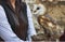 A barn owl perched on a falconer`s glove