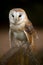 Barn Owl perched on a gravestone