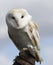 Barn Owl perched on a leather glove.