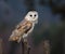 A Barn Owl perches on a fence post