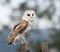 A Barn Owl perches on a fence post