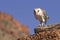 Barn owl perching on rock
