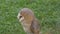 Barn owl portrait