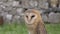 Barn Owl portrait