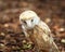 Barn owl portrait