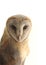 Barn owl portrait