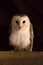 Barn owl sitting on a beam with copy space
