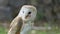 Barn Owl sitting on a fence in the woods