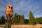 Barn owl sitting on the tree stump in forest at the evening - photo with wide lens including habitad