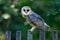 Barn owl sitting on wooden fence with dark green background, bird in habitat, Czech republic, Central Europe. Urban wildlife. Owl