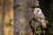 Barn owl sleeping on tree in forest with space for text