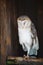 Barn owl sleeps while standing on one leg in rustic shadow habitat