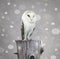 Barn Owl with snow