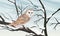 Barn owl on a snow-covered tree branch against a gray winter sky. Wild crow Corvus corax
