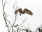 Barn Owl Taking Flight