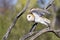 Barn Owl taking off