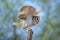 Barn Owl taking off from the tree to prey rats and other small things for juveniles