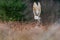 Barn Owl Tieto Alba in flight