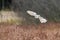 Barn Owl Tieto Alba in flight