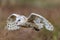 Barn Owl Tieto Alba in flight