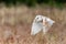 Barn Owl Tieto Alba in flight