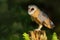 Barn owl, Tito alba, nice bird sitting on stone fence in forest cemetery with green fern, nice blurred light green the