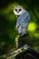 Barn owl, Tito alba, Nice bird sitting on stone fence in forest cemetery, nice blurred light green the background, animal in the