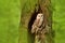 Barn owl  in the tree cavity