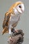 Barn owl Tyto alba