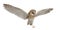 Barn Owl, Tyto alba, 4 months old, flying