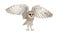 Barn Owl, Tyto alba, 4 months old, flying