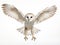 Barn Owl Tyto alba 4 months old flying