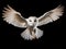Barn Owl Tyto alba 4 months old flying
