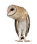 Barn Owl, Tyto alba, 4 months old, standing