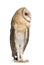 Barn Owl, Tyto alba, 4 months old, standing