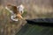 Barn owl, Tyto alba, bird landing on wooden roof, action scene in the nature habitat, flying bird, France