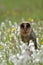 Barn owl, Tyto alba, black dark form in flowered meadow. Beautiful owl perched among colorful flowers. Rare dark form of barn owl