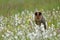 Barn owl, Tyto alba, black dark form in flowered meadow. Beautiful owl perched among colorful flowers. Rare dark form of barn owl